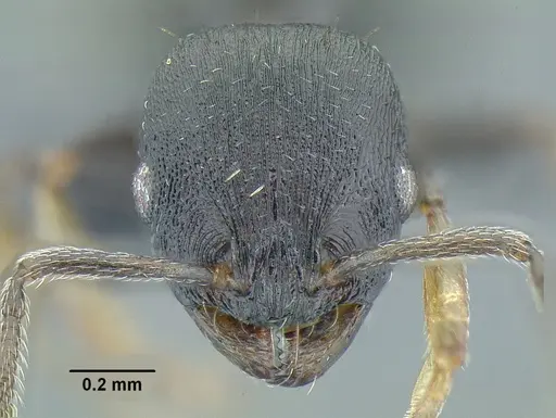 Temnothorax tuxtlanus specimen CASENT0640472 image casent0640472_2