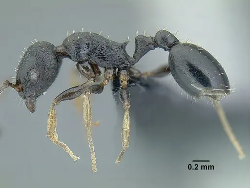 Temnothorax tuxtlanus specimen CASENT0640472 image casent0640472_3