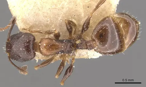 Temnothorax tyndalei specimen CASENT0909047 image casent0909047_1