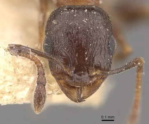 Temnothorax tyndalei specimen CASENT0909047 image casent0909047_2