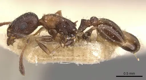 Temnothorax tyndalei specimen CASENT0909047 image casent0909047_3