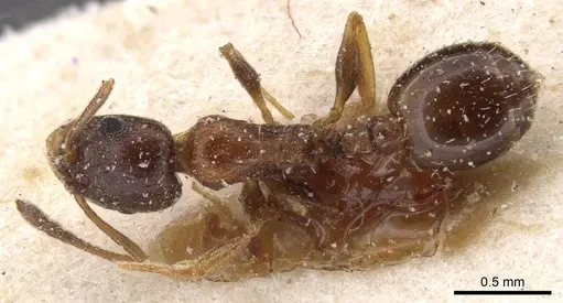 Temnothorax tyndalei specimen CASENT0912919 image casent0912919_1