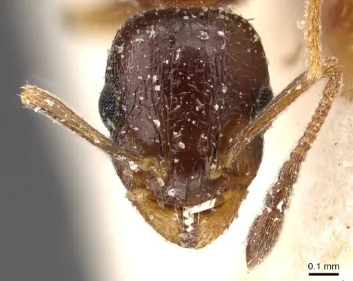 Temnothorax tyndalei specimen CASENT0912919 image casent0912919_2