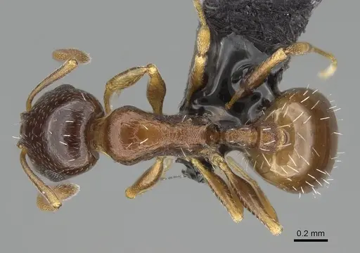 Temnothorax tyndalei specimen KG01543-2 image kg01543-2_1