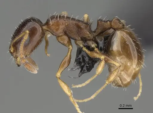Temnothorax tyndalei specimen KG01543-2 image kg01543-2_3