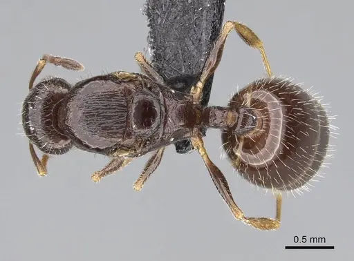 Temnothorax tyndalei specimen KG01543-3 image kg01543-3_1