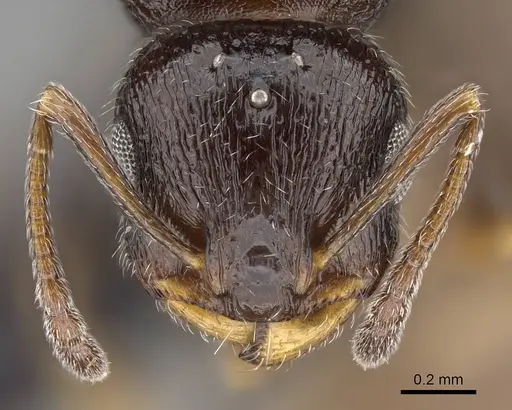 Temnothorax tyndalei specimen KG01543-3 image kg01543-3_2