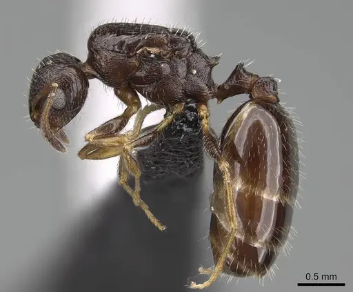 Temnothorax tyndalei specimen KG01543-3 image kg01543-3_3