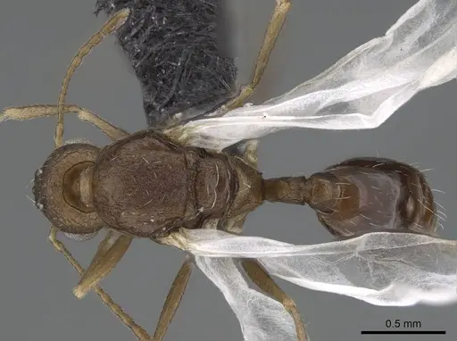 Temnothorax tyndalei specimen KG01543-4 image kg01543-4_1