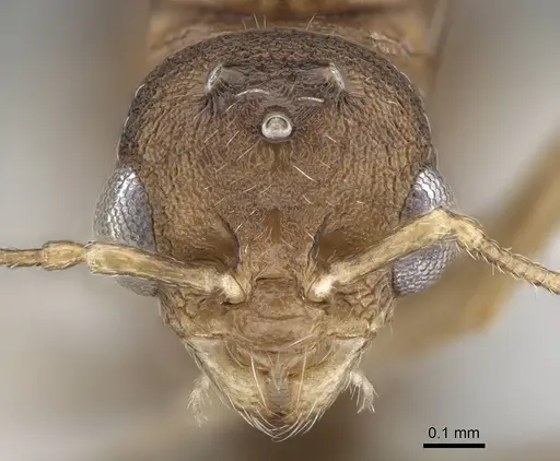 Temnothorax tyndalei specimen KG01543-4 image kg01543-4_2