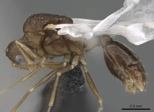 Temnothorax tyndalei specimen KG01543-4 image kg01543-4_3