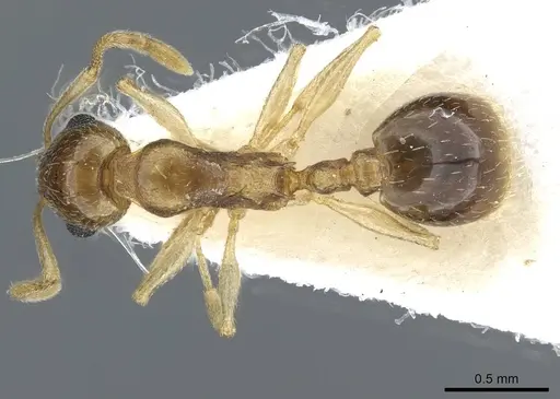 Temnothorax universitatis specimen CASENT0911191 image casent0911191_1