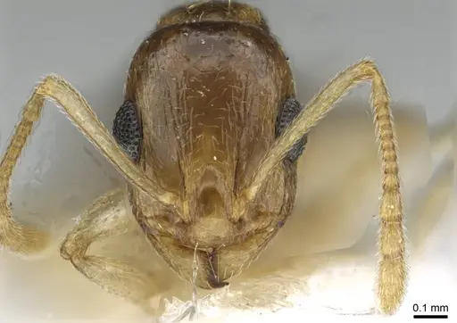 Temnothorax universitatis specimen CASENT0911191 image casent0911191_2