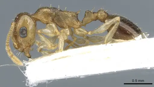 Temnothorax universitatis specimen CASENT0911191 image casent0911191_3