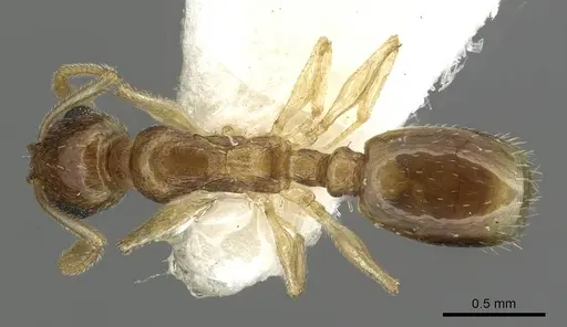 Temnothorax universitatis specimen CASENT0915389 image casent0915389_1