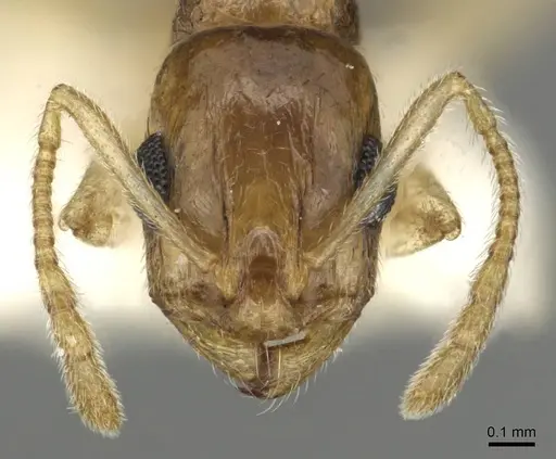 Temnothorax universitatis specimen CASENT0915389 image casent0915389_2