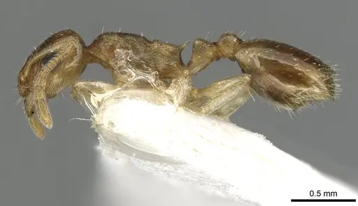 Temnothorax universitatis specimen CASENT0915389 image casent0915389_3
