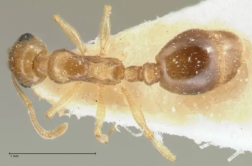 Temnothorax universitatis specimen FOCOL1811-1 image focol1811-1_1