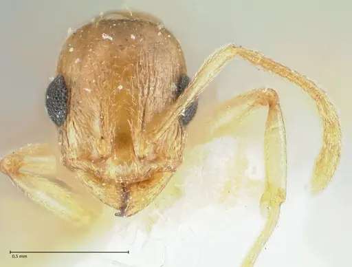 Temnothorax universitatis specimen FOCOL1811-1 image focol1811-1_2