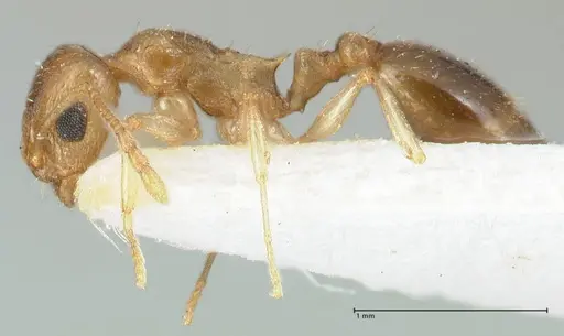 Temnothorax universitatis specimen FOCOL1811-1 image focol1811-1_3