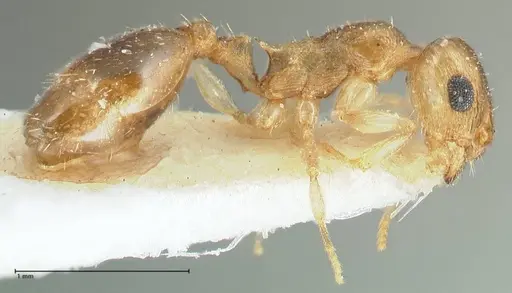Temnothorax universitatis specimen FOCOL1811-1 image focol1811-1_4