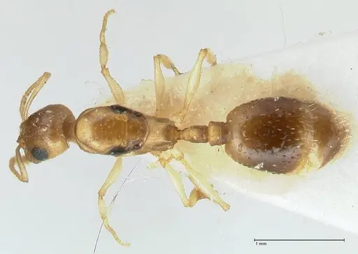 Temnothorax universitatis specimen FOCOL1811-2 image focol1811-2_1