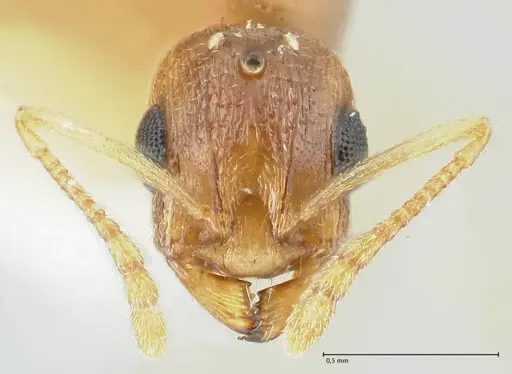 Temnothorax universitatis specimen FOCOL1811-2 image focol1811-2_2