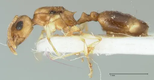 Temnothorax universitatis specimen FOCOL1811-2 image focol1811-2_3