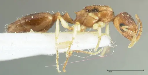 Temnothorax universitatis specimen FOCOL1811-2 image focol1811-2_4