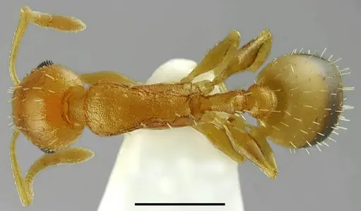Temnothorax variabilis specimen CASENT0845941 image casent0845941_1