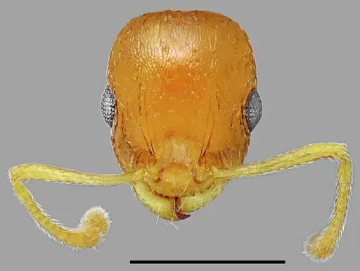 Temnothorax variabilis specimen CASENT0845941 image casent0845941_2