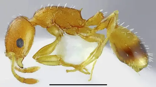 Temnothorax variabilis specimen CASENT0845941 image casent0845941_3