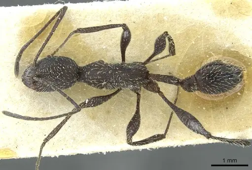 Temnothorax versicolor specimen CASENT0913012 image casent0913012_1