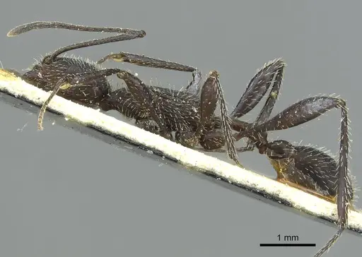 Temnothorax versicolor specimen CASENT0913012 image casent0913012_3