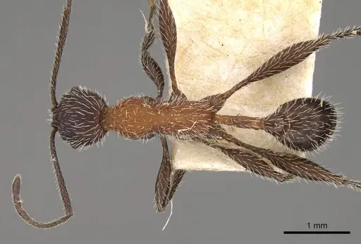 Temnothorax versicolor specimen CASENT0914180 image casent0914180_1