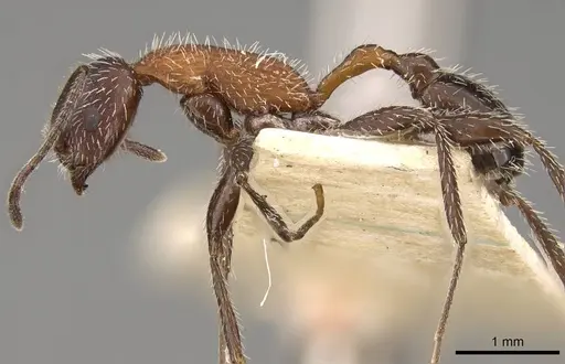Temnothorax versicolor specimen CASENT0914180 image casent0914180_3