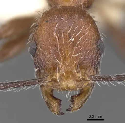 Temnothorax villarensis specimen CASENT0901795 image casent0901795_1
