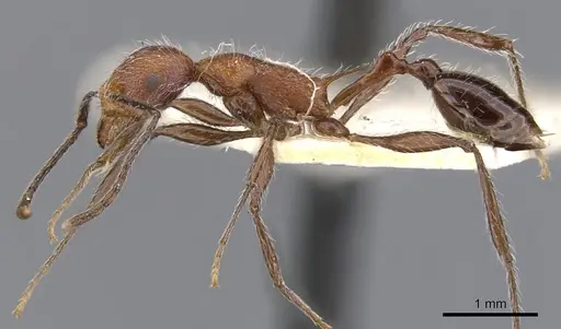 Temnothorax villarensis specimen CASENT0901795 image casent0901795_2