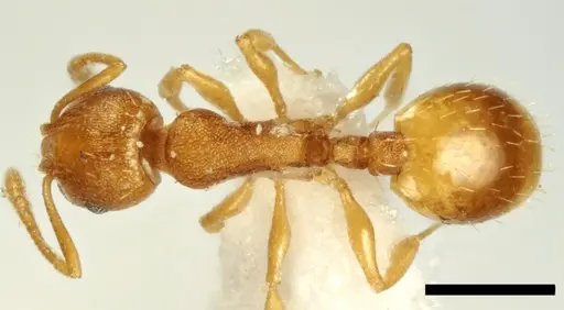 Temnothorax vivianoi specimen ANTWEB1041551 image antweb1041551_1