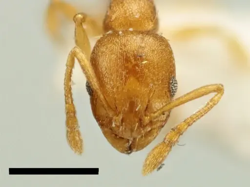 Temnothorax vivianoi specimen ANTWEB1041551 image antweb1041551_2