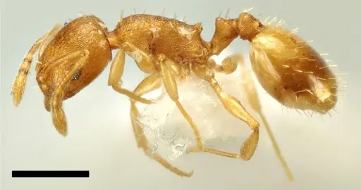 Temnothorax vivianoi specimen ANTWEB1041551 image antweb1041551_3