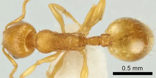 Temnothorax vivianoi specimen ANTWEB1041552 image antweb1041552_1