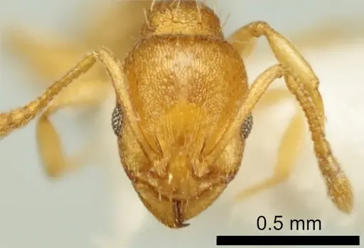 Temnothorax vivianoi specimen ANTWEB1041552 image antweb1041552_2