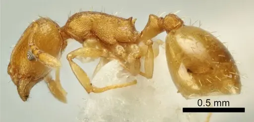 Temnothorax vivianoi specimen ANTWEB1041552 image antweb1041552_3