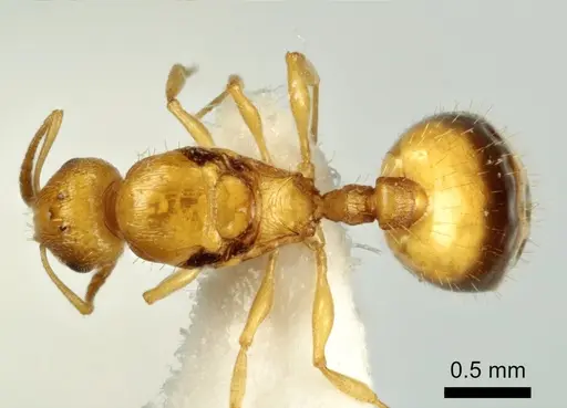 Temnothorax vivianoi specimen ANTWEB1041553 image antweb1041553_1
