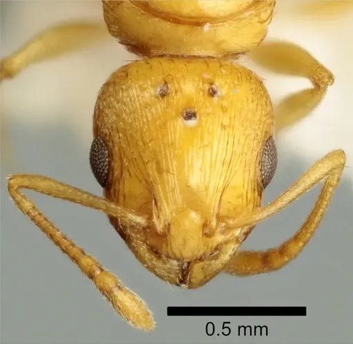 Temnothorax vivianoi specimen ANTWEB1041553 image antweb1041553_2