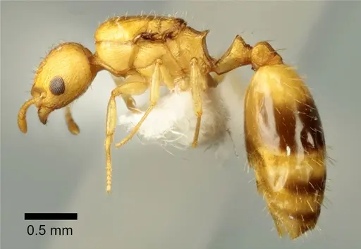 Temnothorax vivianoi specimen ANTWEB1041553 image antweb1041553_3