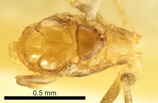 Temnothorax vivianoi specimen ANTWEB1041554 image antweb1041554_1