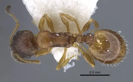 Temnothorax volgensis specimen CASENT0917440 image casent0917440_1