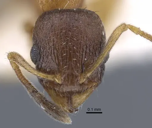 Temnothorax volgensis specimen CASENT0917440 image casent0917440_2